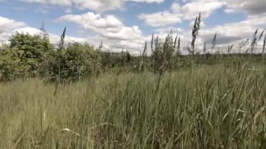 Kamera, uzun otların arasından geçiyor. Orman ve açıklık. Yakın çekim, yavaş çekim.