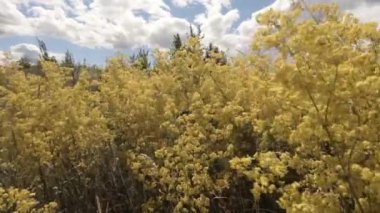 Küçük sarı çiçekler. Ekranın yarısını aç. Mavi gökyüzü ve bulutların üstünde. Rüzgâr yanlardan esiyor.