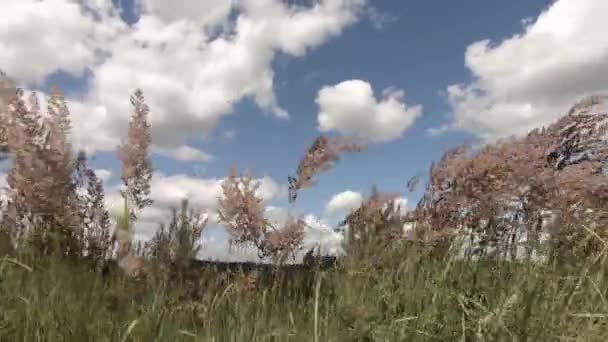 Alto Erba Fiorita Influenzata Piccolo Vento Primo Piano Davanti Sopra — Video Stock