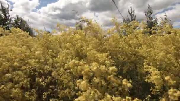 Flores Amarillas Pequeñas Toman Toda Pantalla Viento Balancea Hacia Los — Vídeos de Stock
