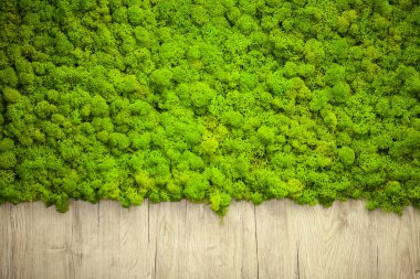 Yeşil liken. Moder güzellik stüdyosu duvarındaki yosun