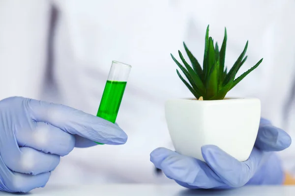 Medicine. Natural Organic Medicine and Healthcare, Alternative Plant Medicine, Mortar and Herbal Extraction in Laboratory Glassware