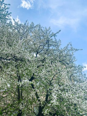 Gökyüzü arka planda Bahar Beyaz Çiçekli Ağaç ve Güneş