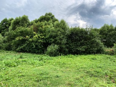 Yaz aylarında Ukrayna ormanyeşil orman