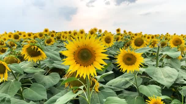 Plantation de beaux tournesols à fleurs jaunes poussant dans les champs .