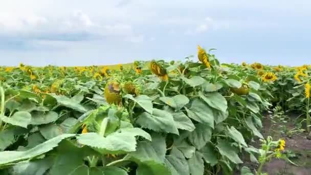 Pflanzung schöner gelb blühender Sonnenblumen auf dem Feld. — Stockvideo
