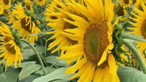 Plantage van mooie gele bloeiende zonnebloemen groeien in het veld. — Stockvideo