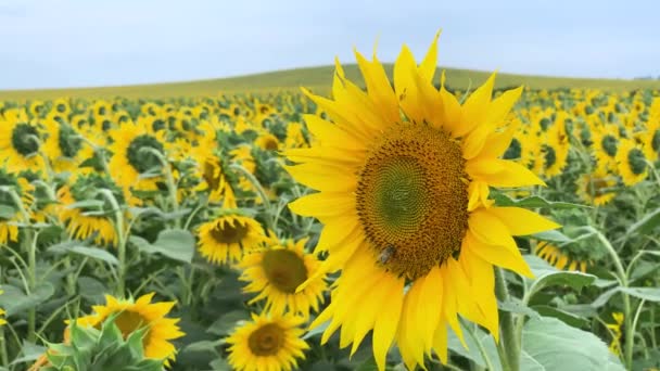 Plantation de beaux tournesols à fleurs jaunes poussant dans les champs .