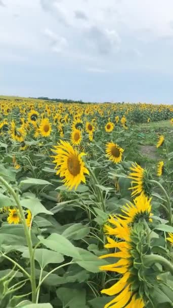 Piantagione di bellissimi girasoli gialli in fiore che crescono nel campo . — Video Stock