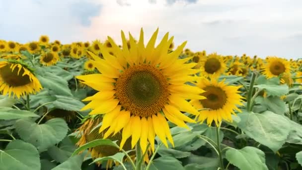 Plantage van mooie gele bloeiende zonnebloemen groeien in het veld. — Stockvideo