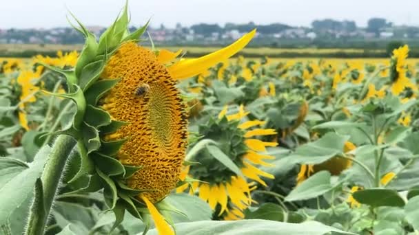 Piantagione di bellissimi girasoli gialli in fiore che crescono nel campo . — Video Stock