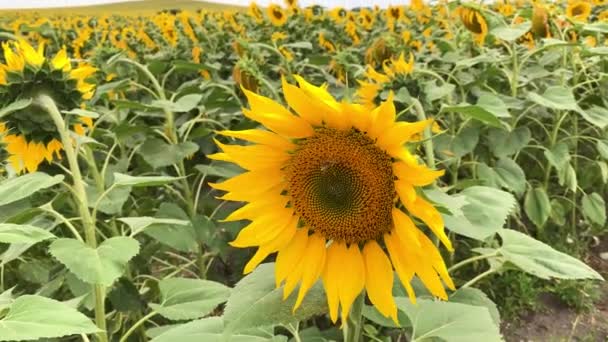 Plantage van mooie gele bloeiende zonnebloemen groeien in het veld. — Stockvideo