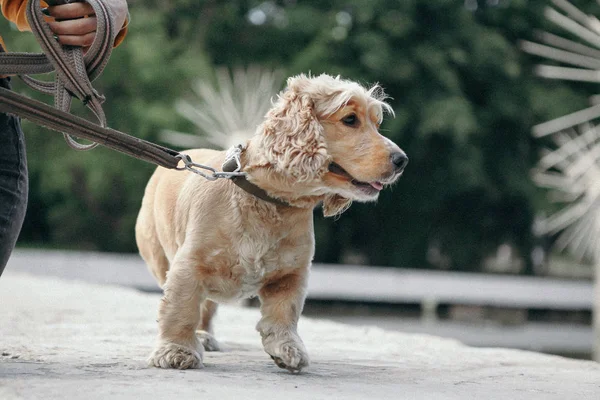 Dog cocker spaniel passeio no parque no dia de verão . — Fotografia de Stock