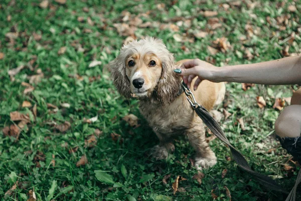 Hund Cocker Spaniel promenad i parken i sommardag. — Stockfoto