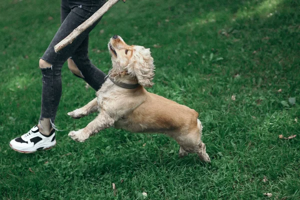 Ung flicka med hundpromenader i parken och njuter av den vackra sommardagen. — Stockfoto