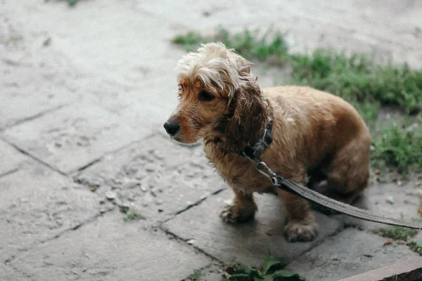 Cane cocker spaniel passeggiata nel parco nella giornata estiva . — Foto Stock