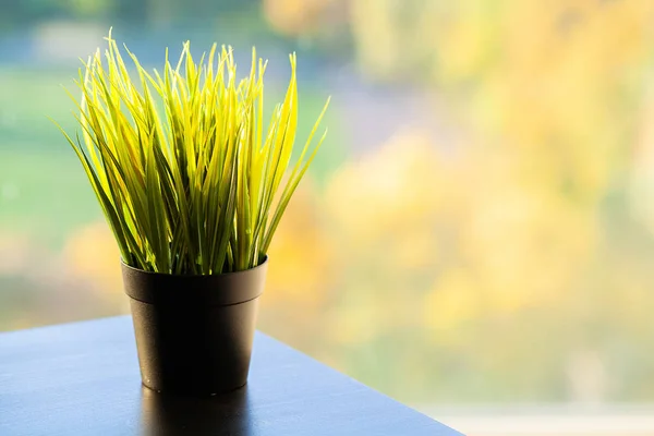 Суцільна рослина на віконному виступі в сучасній спальні — стокове фото