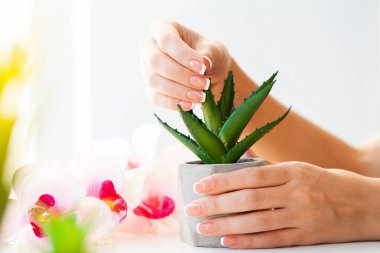 Çivilerin umurunda. Güzel kadınlar manikürlü manikürlü manikürlü, güzellik salonunda.