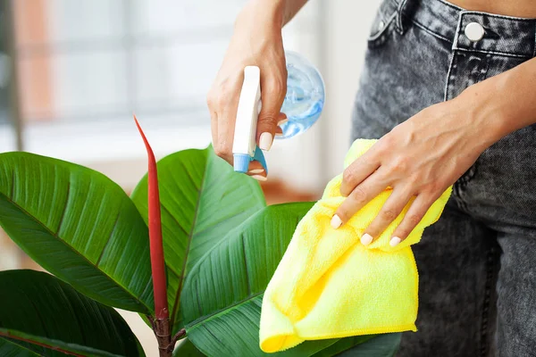 Professional cleaning lady cleans table using a sponge and spray — Stock Photo, Image