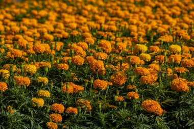 seçici odak ile günbatımı zamanında sarı çiçek.