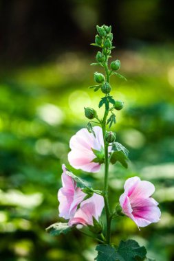 Pembe Çiçek bahçesinde bulunan seçici odak.