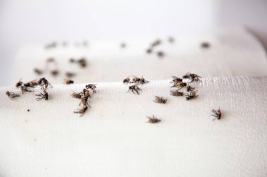 Fly Tutkal Kağıt Tuzak