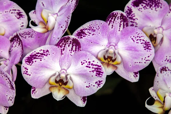 Růžové Květy Orchidejí Černém Pozadí Selektivní Ostření — Stock fotografie