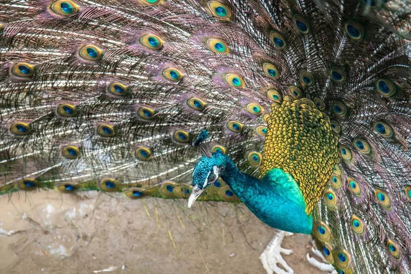 Peacock Opening Feathers Park — Stock Photo, Image
