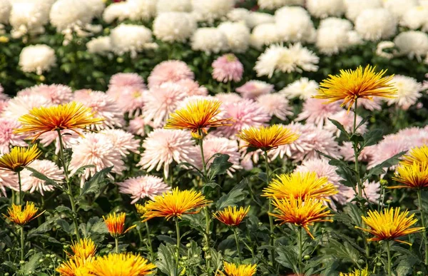 seçici odak ile bahçede çiçek.