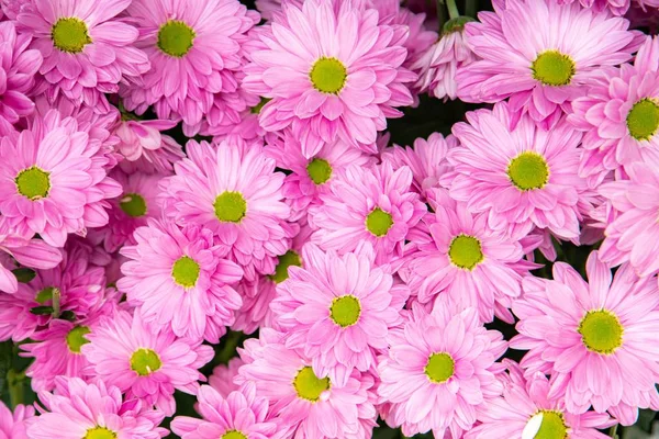 花园中的粉红色花朵 有选择性的焦点 — 图库照片