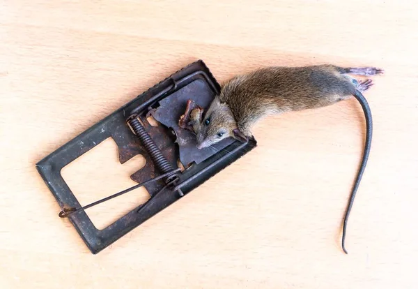 Νεκρό ποντίκι ή αρουραίος που αλιεύονται σε μια παγίδα — Φωτογραφία Αρχείου