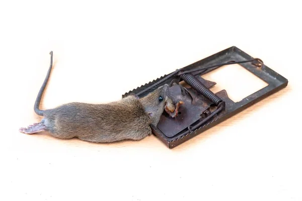 Dead Mouse or Rat caught in a Trap — Stock Photo, Image