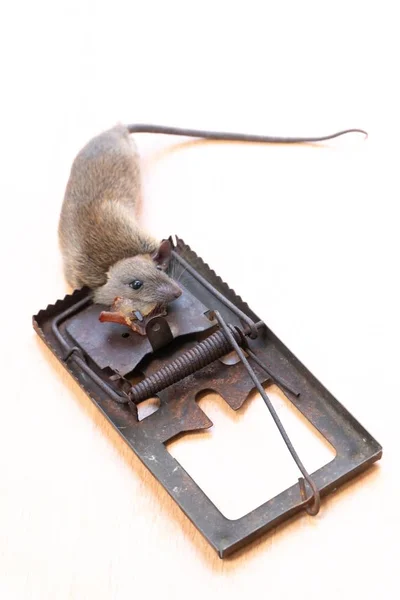 Νεκρό ποντίκι ή αρουραίος που αλιεύονται σε μια παγίδα — Φωτογραφία Αρχείου