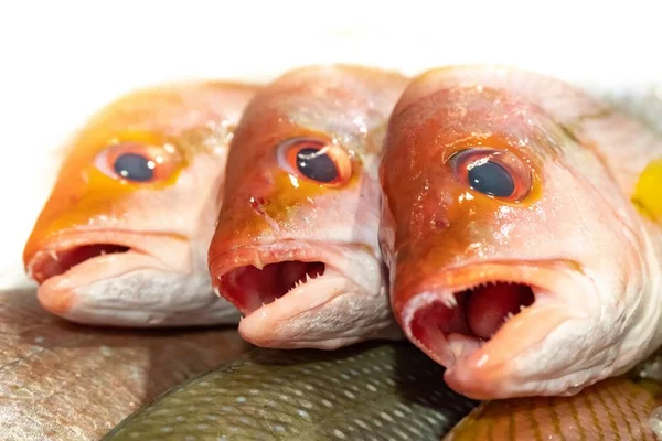 Świeże ryby w lodboxie — Zdjęcie stockowe
