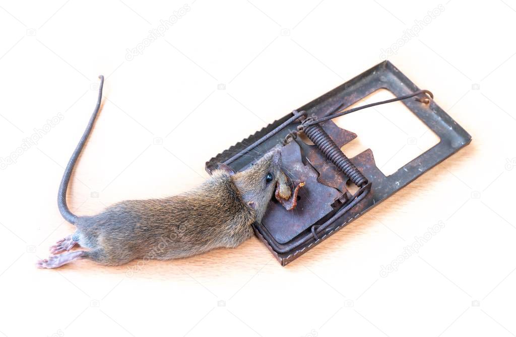 Dead Mouse or Rat caught in a Trap