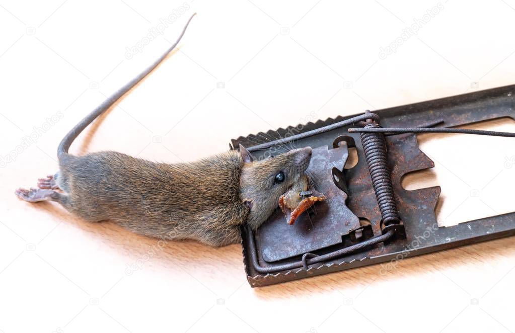 Dead Mouse or Rat caught in a Trap