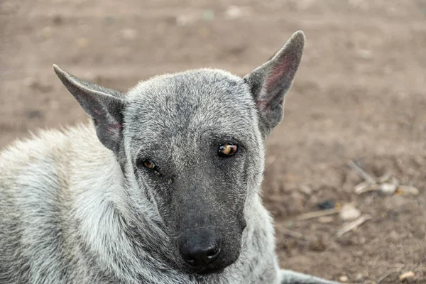 Perros viejos abandonados tendidos en el suelo — Foto de Stock