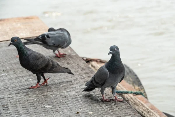 Grupo de pombos em um cais . — Fotografia de Stock