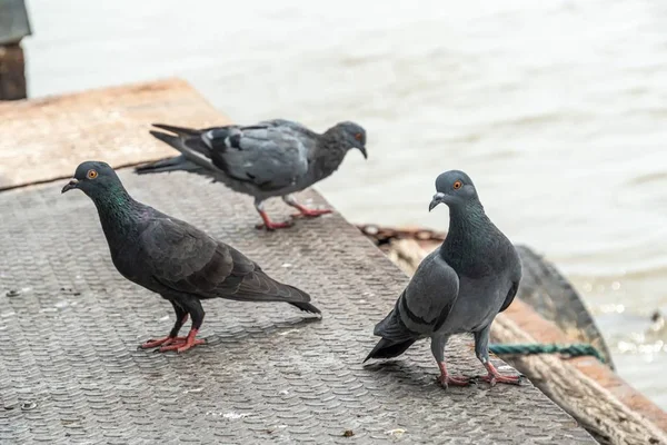 Grupo de pombos em um cais . — Fotografia de Stock