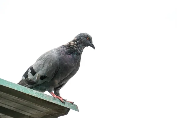 Pombo em um cais . — Fotografia de Stock