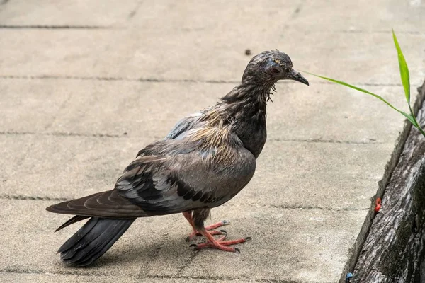 Pombo de doença em um cais . — Fotografia de Stock