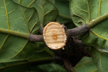 elektrikli testere ile taze ağaç tezgah kesme doku.