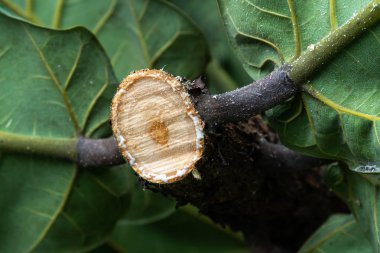 elektrikli testere ile taze ağaç tezgah kesme doku.