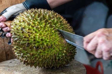 Kesme Tay taze durian ve yemeye hazır.