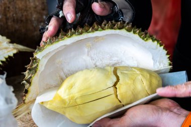 Kesme Tay taze durian ve yemeye hazır.