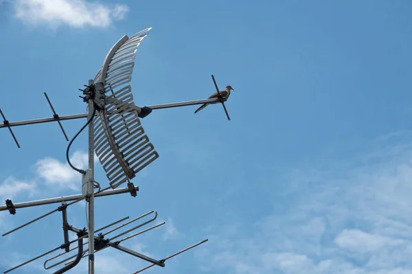 비둘기와 푸른 하늘 배경오래된 지붕 상단에 아날로그 텔레비전 안테나 — 스톡 사진
