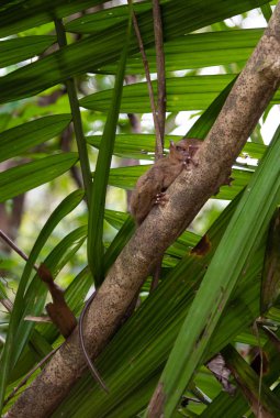 tarsier küçük maymun filipinler bohol