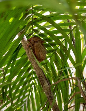 tarsier küçük maymun filipinler bohol