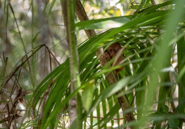 tarsier küçük maymun filipinler bohol
