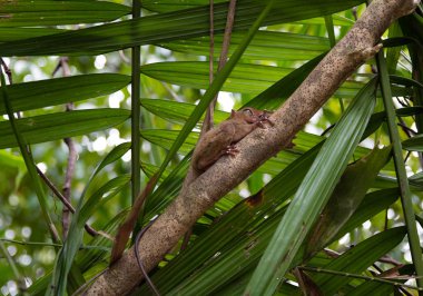 tarsier küçük maymun filipinler bohol